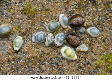 Living sea shells in the sea of Mauritius