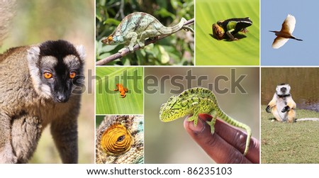 Wildlife animals of Madagascar island