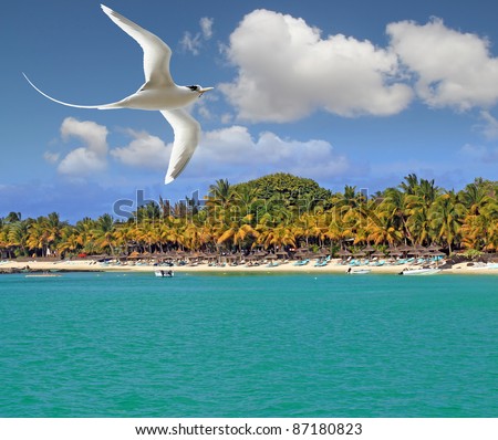 Tropical Birds Flying on White Bird Flying Over Tropical Beach Mauritius Stock Photo 87180823