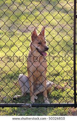 Puppy Behind Fence