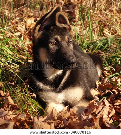 Male German Shepherd Puppy Sunny Leaves - Beautiful Shepherd puppy dog lying on a pile of leaves on a sunny Autumn day, puppy photo.