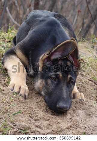 Dirty German Shepherd Puppy Dog - Cute black and tan German shepherd puppy lying in the dirt, German shepherd dog photo, print.