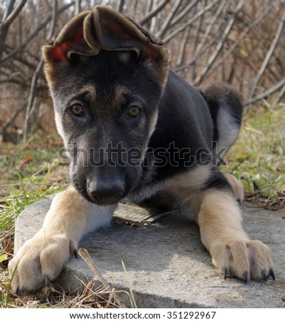 Young German Shepherd Puppy Eyes Face - Little black and tan German shepherd puppy, Close up puppy eyes dog face photo print.