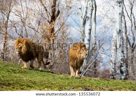 two male lion on the grass in the forest