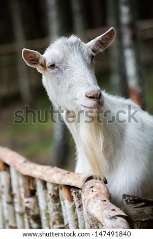 Funny goat\'s portrait