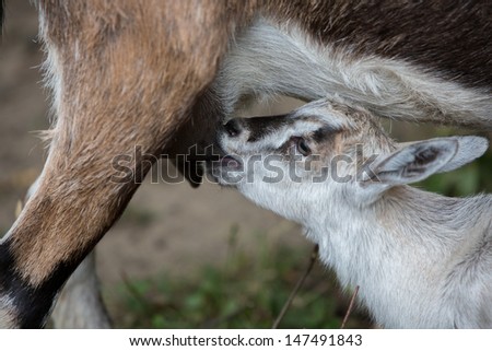 Baby goat drinking milk from mother goat.