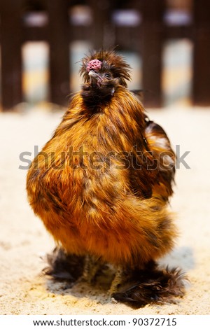 Crazy rooster with a funny hairstyle