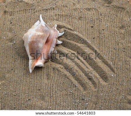 one pink seashell on the seaside sand