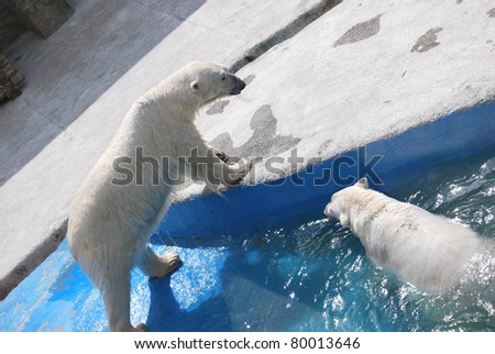 couple of arctic bears in the pool