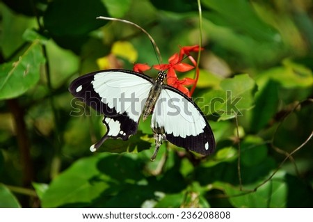 Black and white butterfly on a flower in Kipepeo Butterfly Farm, Kenya