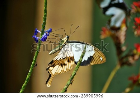 Black and white butterfly on a flower in Kipepeo Butterfly Farm, Kenya