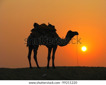 A camel in the desert at sunset, Sam Sand Dunes near Jaisalmer, India