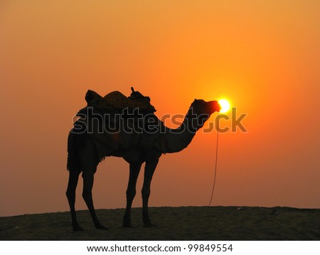 A camel in the desert at sunset, Sam Sand Dunes near Jaisalmer, India
