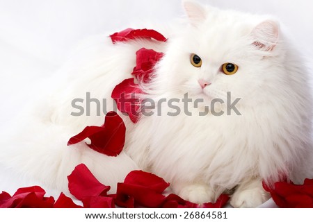 The beautiful cat  on a white background in petals of roses