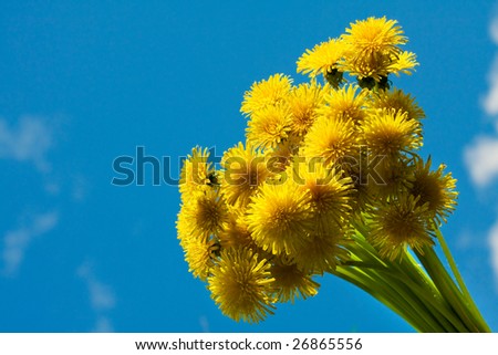 stock photo Bouquet of dandelions against the blue sky