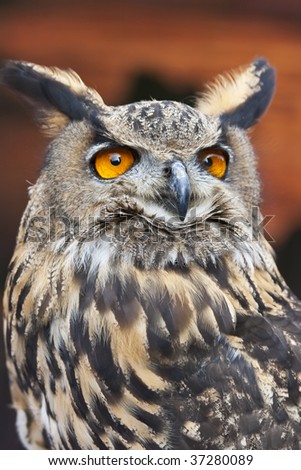 A European Eagle Owl with big orange eyes, Scotland, UK