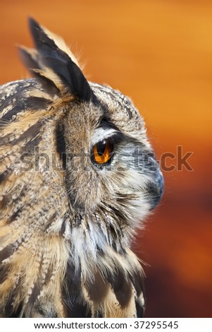 Profile of a beautiful European eagle owl with orange eyes