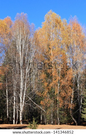 Autumn white birch forest in Xinjiang China.