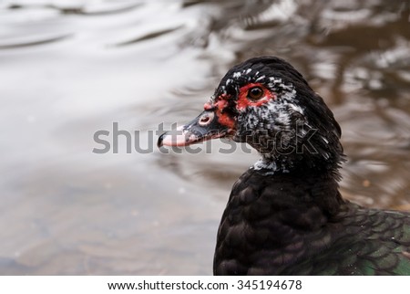 Muscovy duck on a water background. Domesticated by man and brought to other parts of the world.