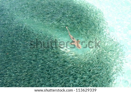 Baby black-tip reef shark being surrounded by a school of silver sprats in a shallow lagoon of a Maldivian island.