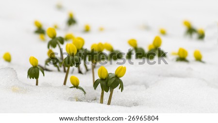 Yellow flower in the snow