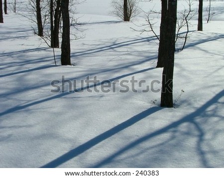 tree trunks and their long shadows on a snowy ground