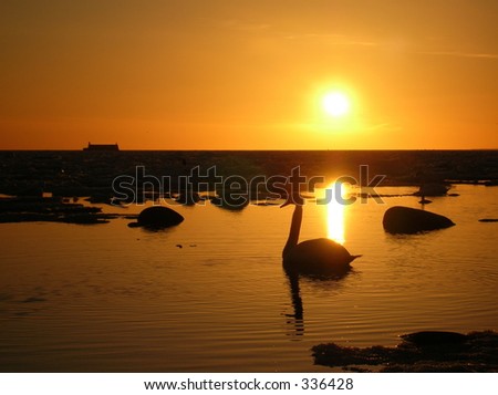 lonely swan gliding on a smooth seawater bathed in a warm light of a setting sun