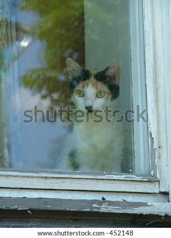 cute little kitten watching outside the window