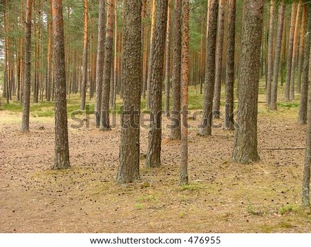 empty forest