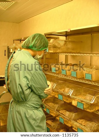 labworker observing the test subjects (white rats)