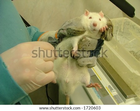 animal testing (white lab rat)