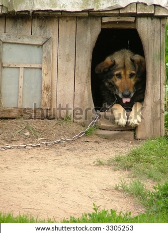lonely dog watching out of his kennel