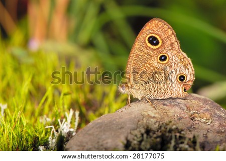 A endemic species butterfly in Taiwan. There\'re many eyes(spots) on it\'s wings.