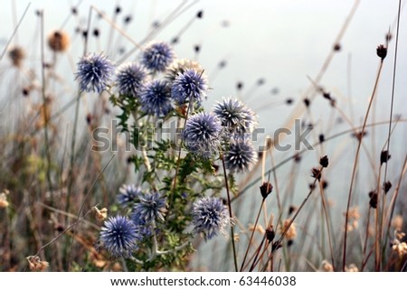 Blue Echinops