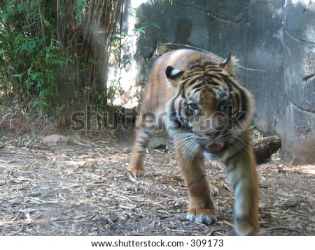 Tiger running toward the photographer