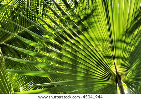Close up of palm leaves in various green shades