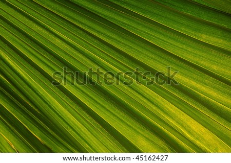 Close up of a palm leaf with beautiful green shades