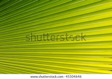 Palm leaf with various shades from green to yellow