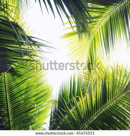 Different palm tree leaves in various green tones and shades
