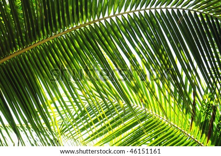 Palm leaves in various green shades