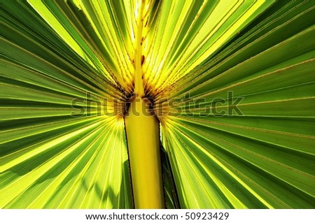 Illuminated green palm leaf in various shades with sun in frontlight