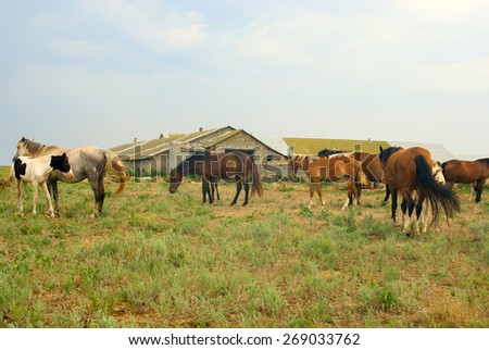 Horses in field, grazing and chilling in the meadow, herd of horses near the stables