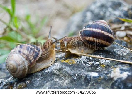 two snails meet and greet each other with antennas after the rain on the stone