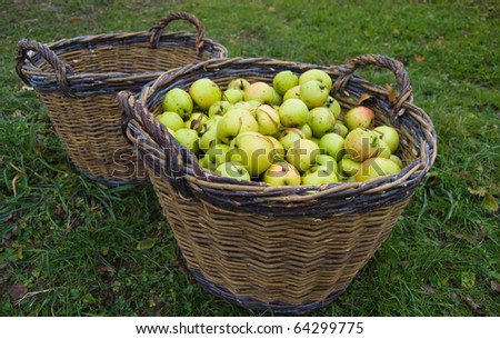 wicker basket full of green fresh apples in front of the empty basket in the yard