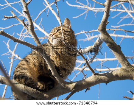 [Obrazek: stock-photo-cat-sitting-on-the-tree-71348794.jpg]