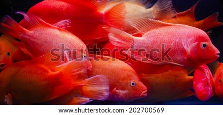 GUANGZHOU, CHINA - JUNE 24.:Fishes for aquariums swimming in tank on Yihe Market in China. Yihe Market is one of the biggest wholesale and retail markets for fish, bird and stone products in China.