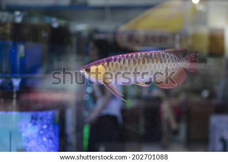 GUANGZHOU, CHINA - JUNE 24.:Fish swims in tank while vendor seats  in background on Yihe Market in China. Yihe Market is one of the biggest wholesale and retail markets for fish in China.