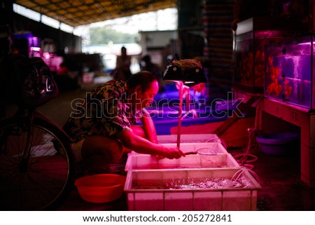 GUANGZHOU, CHINA - JUNE 24.:Man browsing fishes for aquariums on Yihe Market. Yihe Market is one of the biggest wholesale and retail markets for fish, bird and stone products in China.