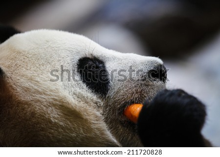 Panda in Guangzhou, Guangdong province, China