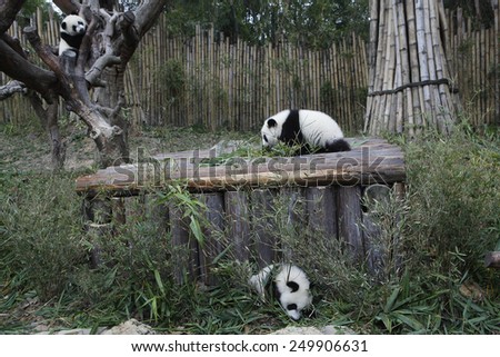 PANDA TRIPLETS HALF-BIRTHDAY The triplets, which reached 6-month-old on Feb. 1., were the fourth set of giant panda triplets born with the help of artificial insemination procedures in China.